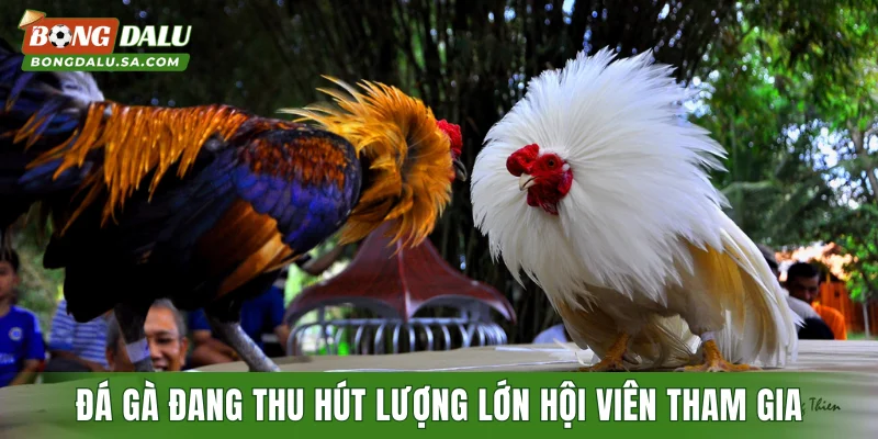 Đá gà đang thu hút lượng lớn hội viên tham gia